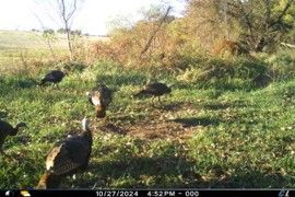 Listing Photo: 18159-Gaeta Turkeys